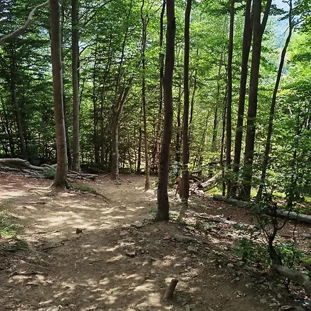 Akacja Appartamento *