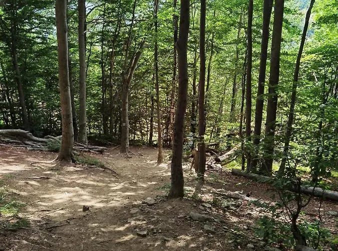 Akacja Appartement *